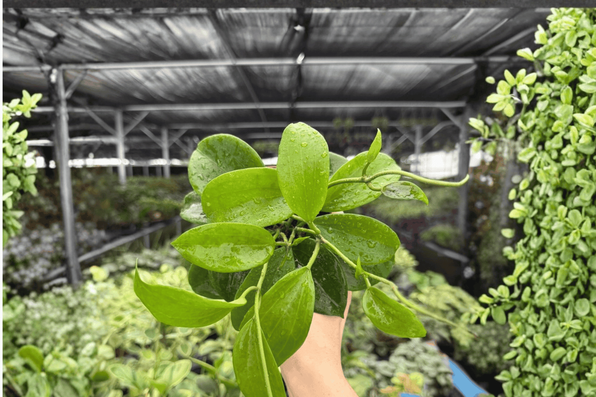 Hoya Quinquenervia - 2 Exact Live Plants in 4-Inch Pots