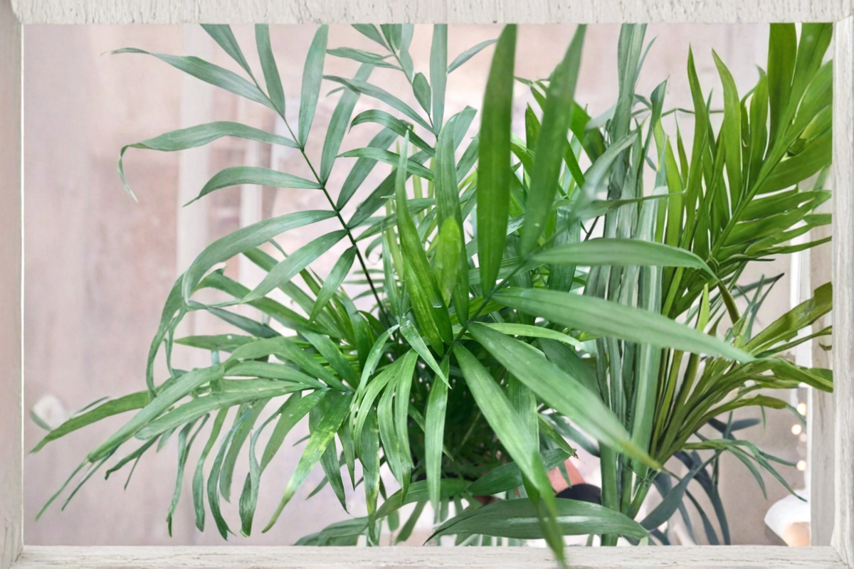 Parlor Palm - Neanthe Bella Palm (Chamaedorea elegans) Live Plant in 2.5" Pot