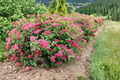 Double Play Doozie Spirea (Spiraea japonica) - 4" Pot - Live Plant
