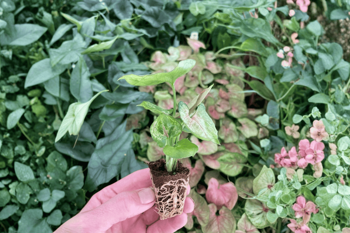 Syngonium Mango Allusion Live Starter Plants - 2-in Pot Size, Bare Root (2 Plants)