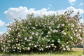 Korean Spice Viburnum Viburnum carlesii - 2 Gallon Live Plant