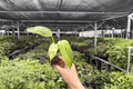 Philodendron Jose Buono Starter Plants (2 Pack) - Plug