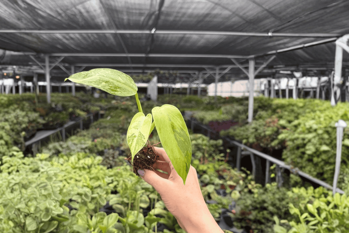 Philodendron Jose Buono Starter Plants (2 Pack) - Plug
