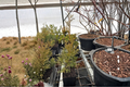 Reidii Columnaris Arborvitae Thuja occidentalis ‘Reidii Columnaris’ — 1 Quart Pot Live Plant