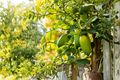 Giant Finger Lime - Citrus australasica Live Tree | Rare Finger Lime Fruit