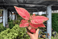 Aglaonema Super Pink - 2 Exact Live Plants in 4-Inch Pots