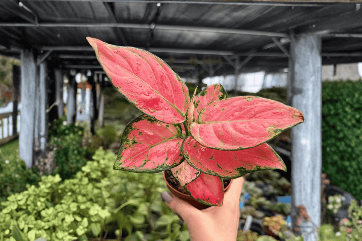Aglaonema Super Pink - 2 Exact Live Plants in 4-Inch Pots