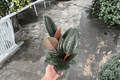 Ficus elastica ‘Burgundy’ Burgundy Rubber Plant - 2 Live Plants in 4-Inch Pots (Potted)