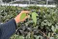 Philodendron Dean McDowell Starter Plants in Plugs - 2 Live Plants