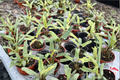 Alocasia Lauterbachiana Mint Live Plant | Rooted 4-Inch Pot