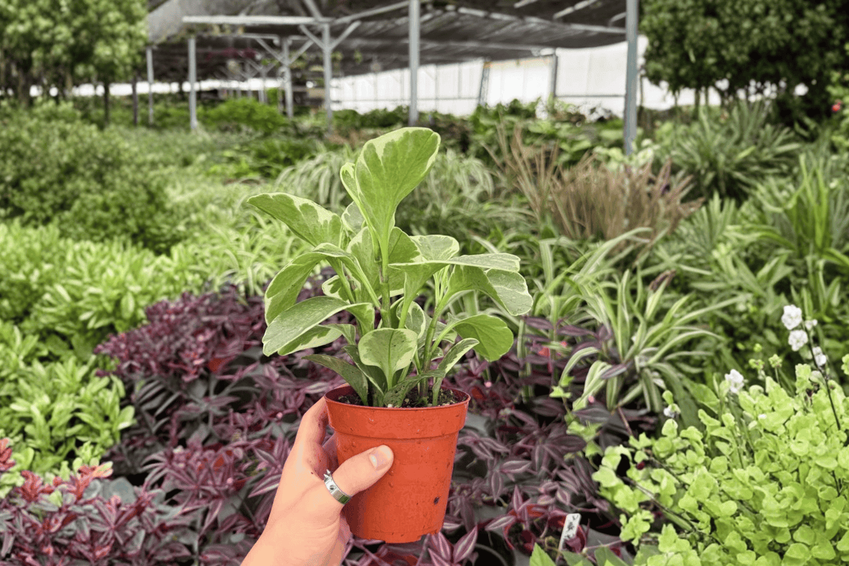 Variegated Peperomia Obtusifolia 2 Live Plants - 4-Inch Pots