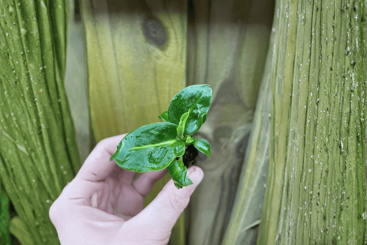 Dieffenbachia 'Green Magic' Starter Plants (2) – Bare Root, Tropical Dumb Cane
