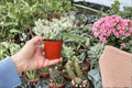 Edgar’s Baby Dragon Fruit Starter Plants - 2-Pack in 2" Pots (Selenicereus)