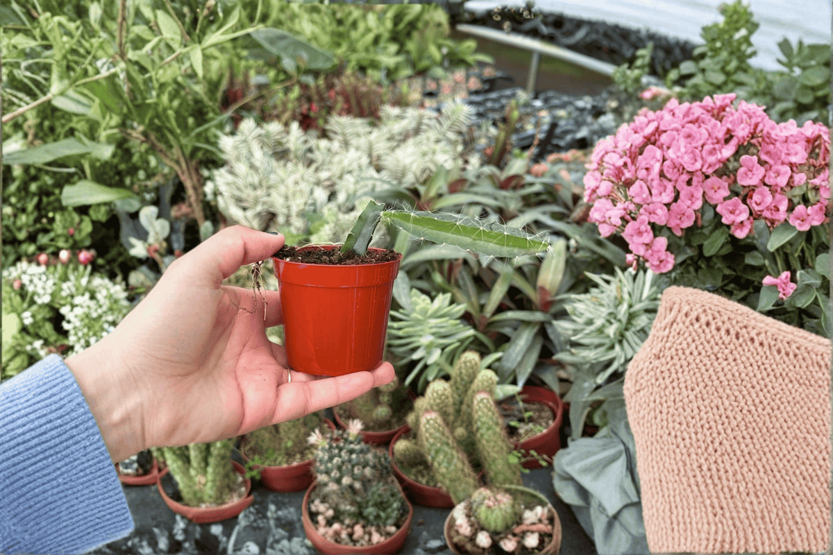 Edgar’s Baby Dragon Fruit Starter Plants - 2-Pack in 2" Pots (Selenicereus)