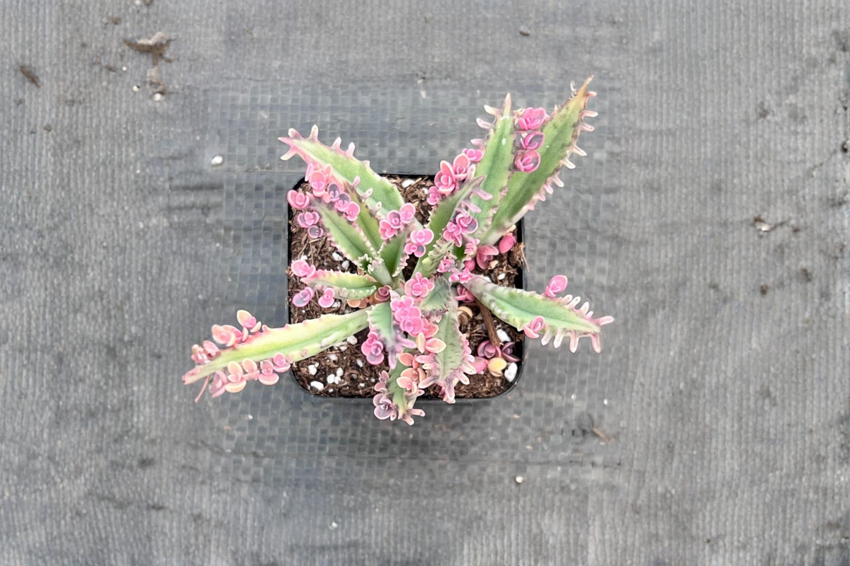 Kalanchoe Pink Butterflies Succulent - 2 Inch Pot Rooted Plant