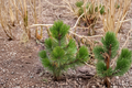 Bosnian Pine Compact Gem Live Plant - Pinus heldreichii 1 Gallon Pot, ~8" Tall