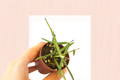 Hoya Linearis Rooted Cutting 2in Pot Live Plant - Trailing Tropical Houseplant