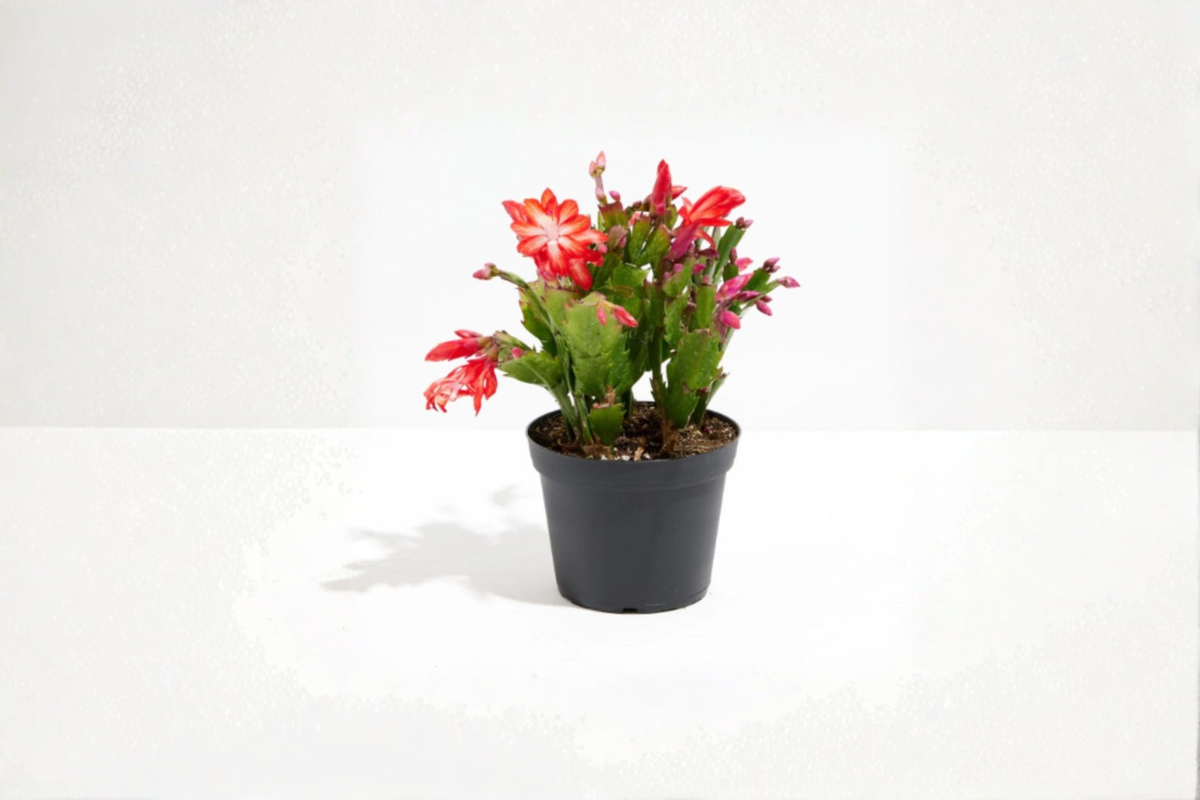 Holiday Cactus Schlumbergera truncata - 4-Inch Rooted Cutting or Potted Plant