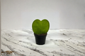 Hoya Kerrii Heart Shaped Live Plant | 2-Inch Rooted Starter Pot