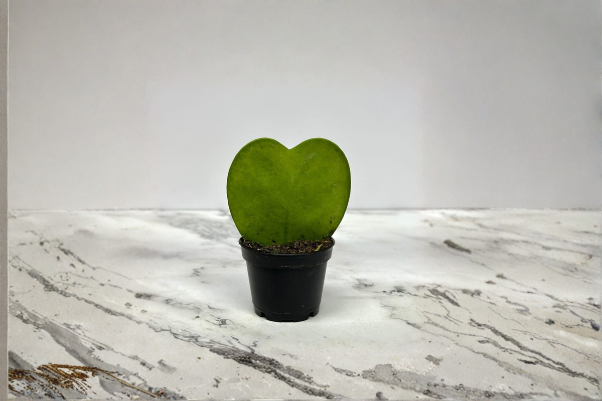 Hoya Kerrii Heart Shaped Live Plant | 2-Inch Rooted Starter Pot
