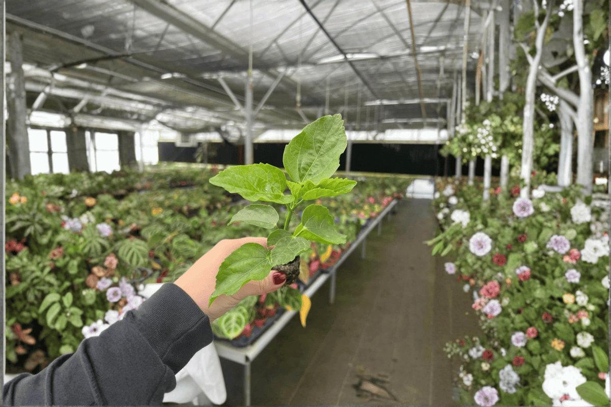 Jennie Lynn Hibiscus Starter Plants – Hibiscus rosa-sinensis (2-Pack) Bare Root