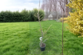 Granny Louise Atlas Cedar 18 Inch Live Plant – Cedrus atlantica Weeping Evergreen (1 Gal Pot)