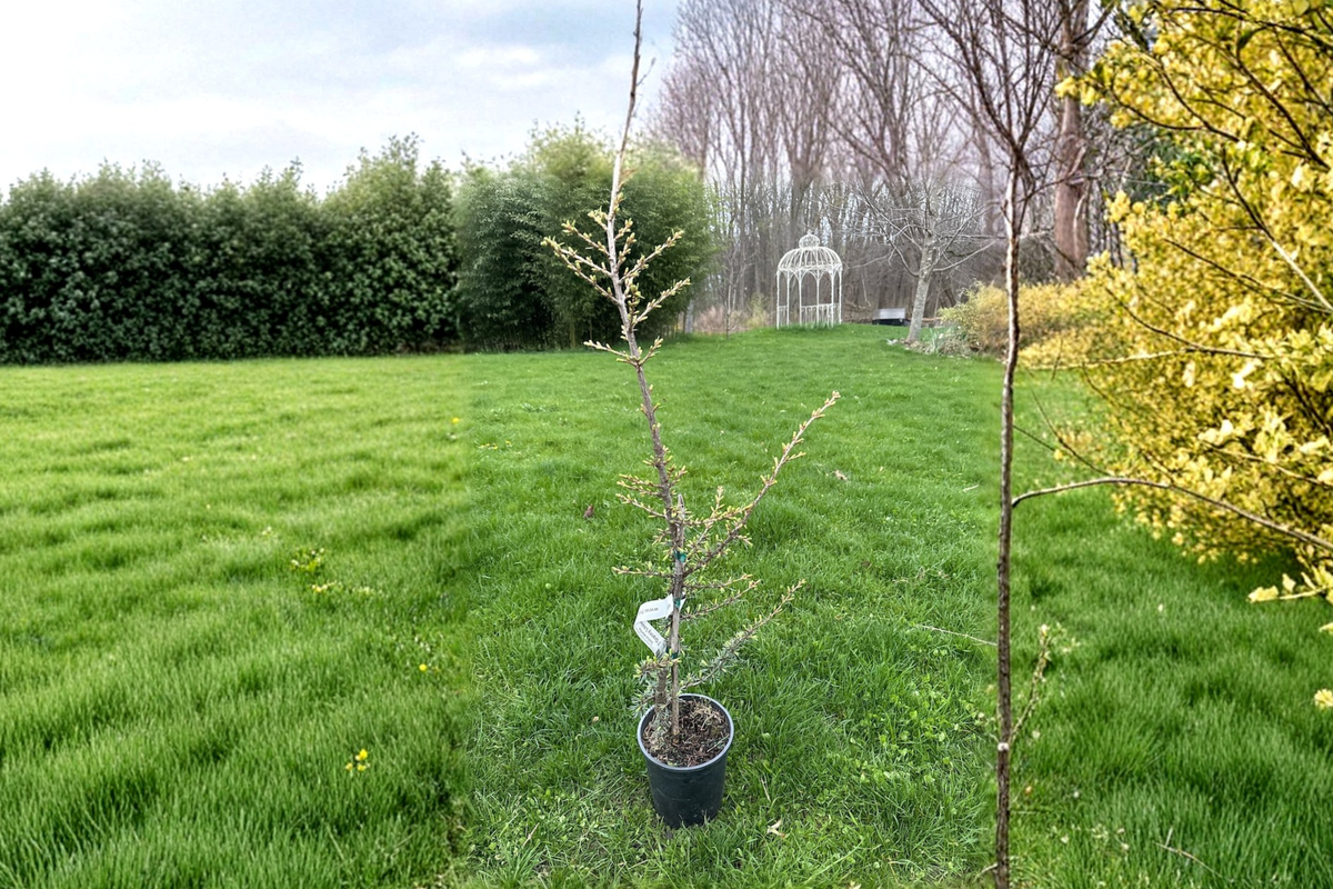 Granny Louise Atlas Cedar 18 Inch Live Plant – Cedrus atlantica Weeping Evergreen (1 Gal Pot)