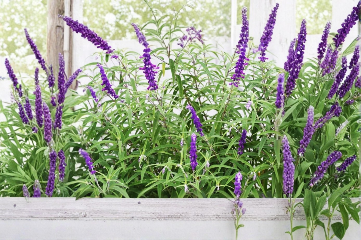 Organic Mexican Bush Sage (Salvia leucantha) - Rooted Starter Plant, 4-6 Inches tall