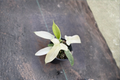 Philodendron Florida Ghost Live Plant Starter in 3–4 Inch Pot