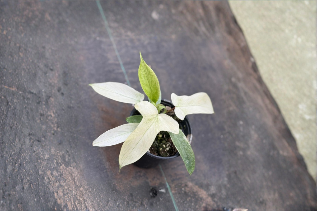 Philodendron Florida Ghost Live Plant Starter in 3–4 Inch Pot