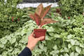 Aglaonema Red Legacy - 2 Live Plants in 4-Inch Pots | Red/Green Foliage