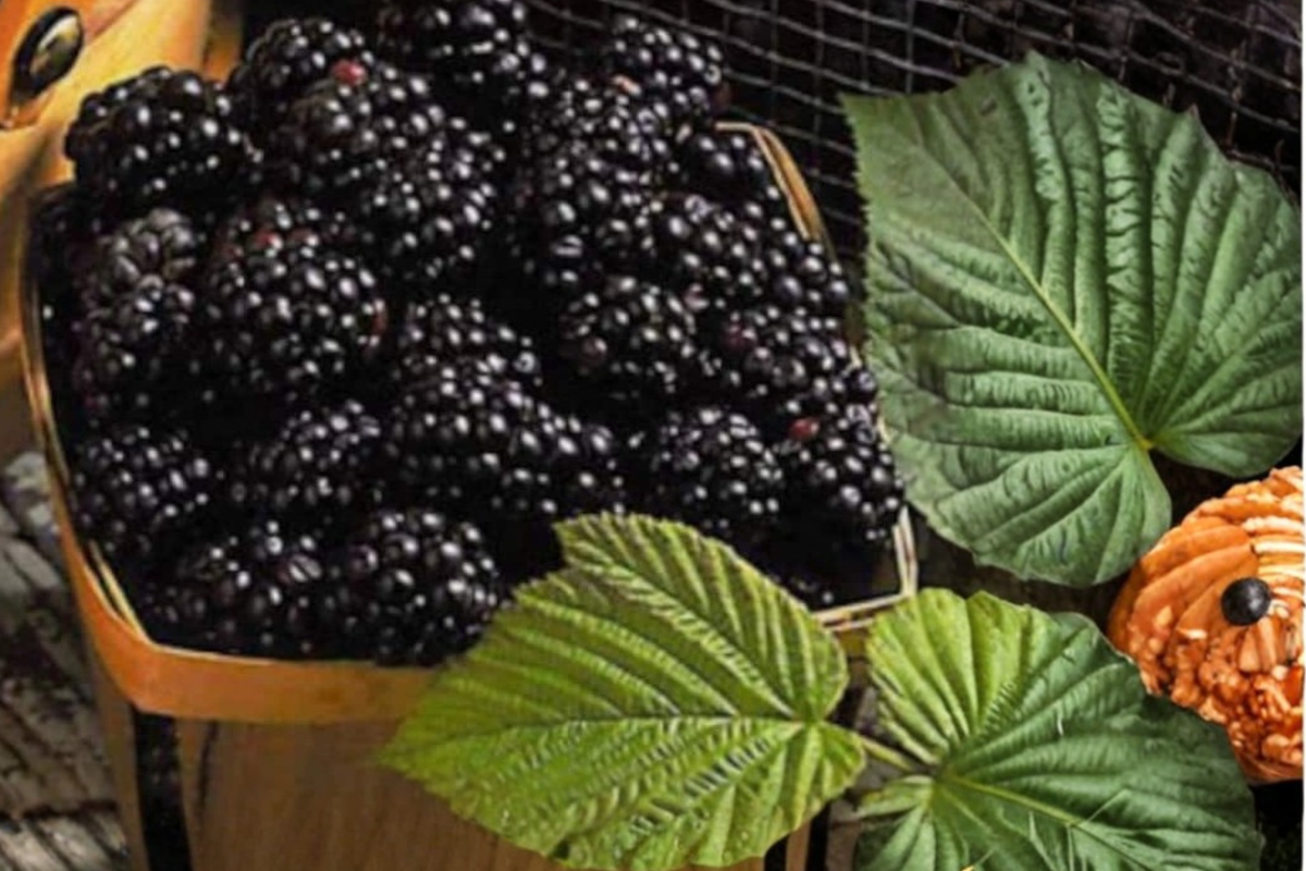 Columbia Thornless Blackberry Seeds – 120 Pack (Thornless Rubus Hybrid)