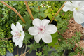Clematis Miss Bateman Vine - 1 Gallon Live Climbing Plant