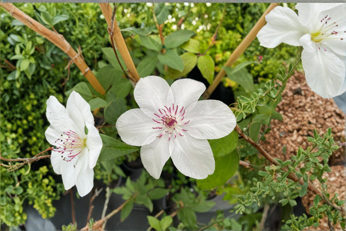 Clematis Miss Bateman Vine - 1 Gallon Live Climbing Plant
