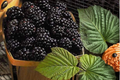Jumbo Mulberry Seeds - 30 Seed Pack for Indoor or Outdoor Growing