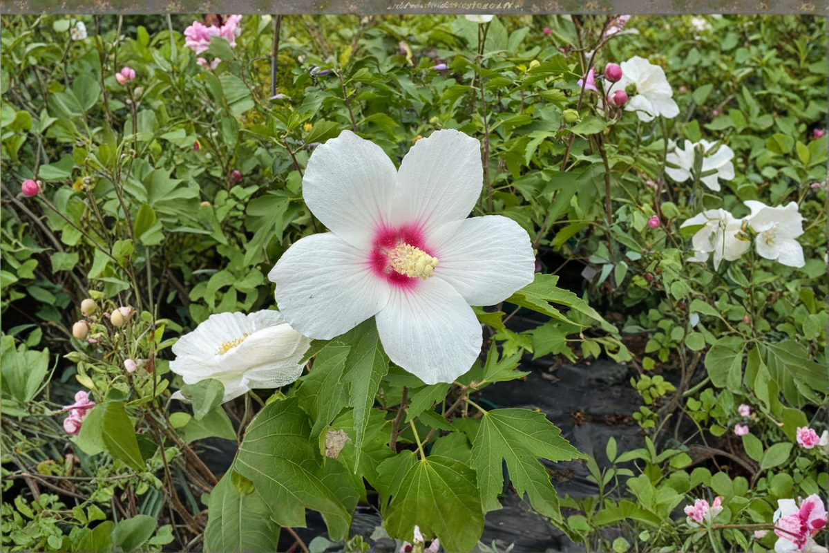 Lohengrin Rose of Sharon Hibiscus Shrub – 2 Gallon Pot Pink Flowers