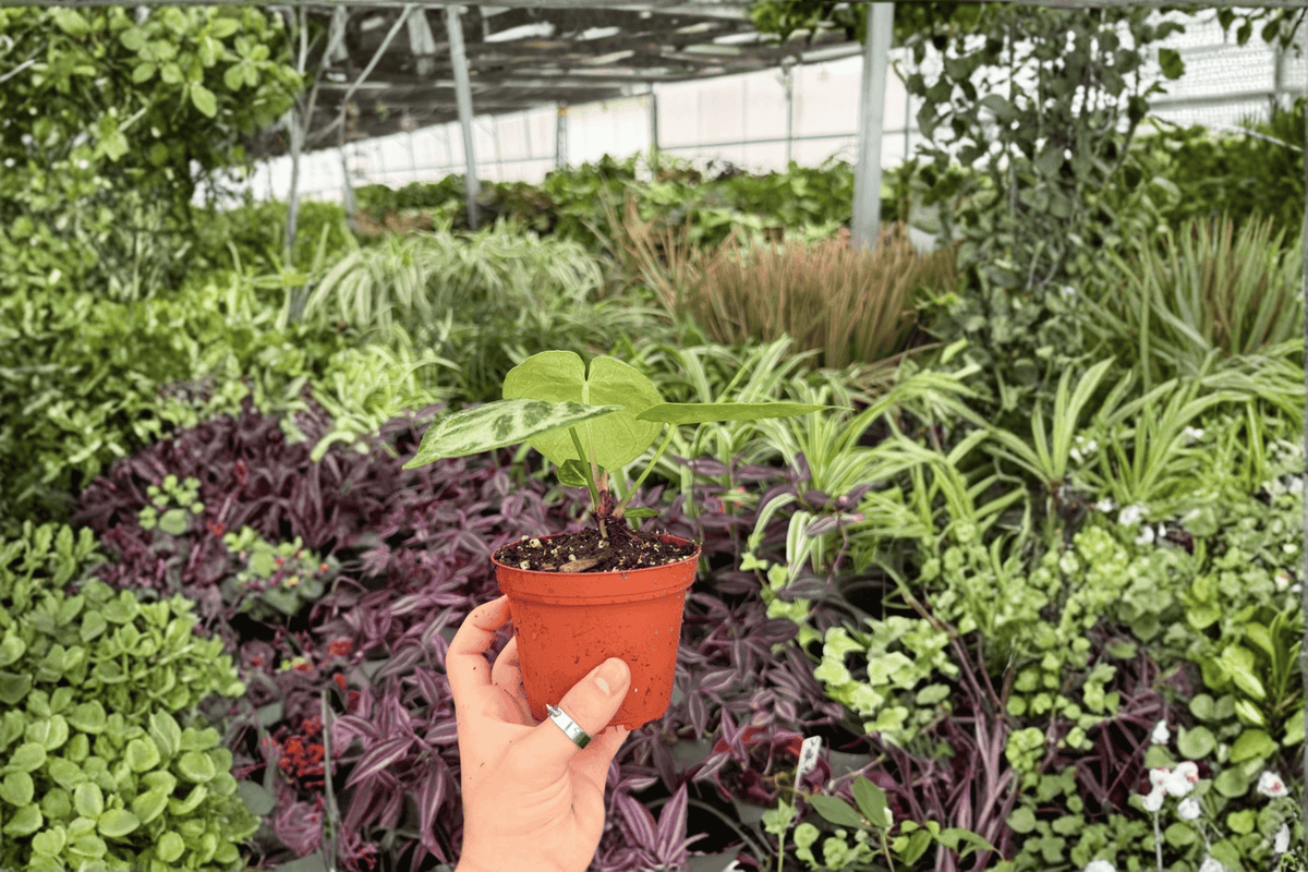Anthurium Silver x Ferrari Hybrid Live Plants — 2 x 4-Inch Pots (Exact Plants)