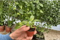Variegated Burle Marx Philodendron burle-marxii – 2 Live Starter Plants (2-in Pots)