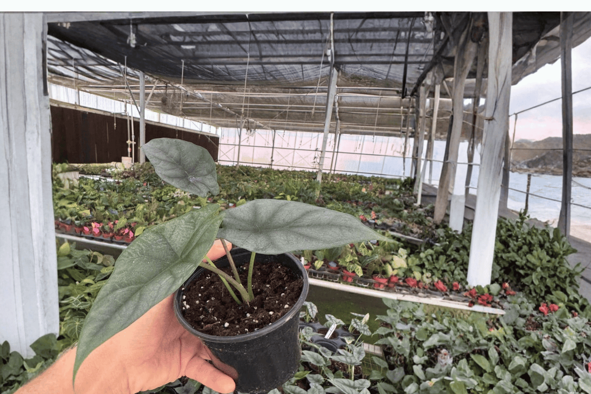 Alocasia Silver Wings Hybrid Live Plant (Scalprum × Silver Dragon) - 4-Inch Bare Root Starter Plant