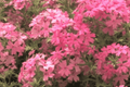 Tapien Pink Verbena Live Plant - 4-Inch Pot