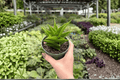 Sansevieria Jewel Crown - 2 Live Plants in 4-Inch Pots (Exact Plants Shipped)