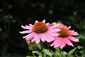 Magnus Coneflower (Echinacea purpurea) Live Starter Plants — 3 in 1 Qt Pots
