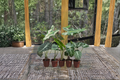 Alocasia Assorted Starter Pack – Rooted 2-Inch Pots (Frydek, Jacklyn, Polly, Sarian, Cuprea)
