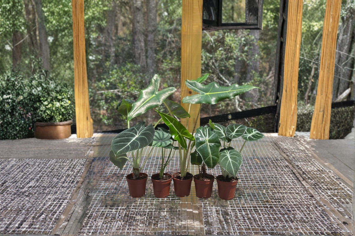Alocasia Assorted Starter Pack – Rooted 2-Inch Pots (Frydek, Jacklyn, Polly, Sarian, Cuprea)