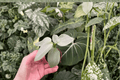 Philodendron hastatum Silver Sword Starter Plants - 2 Pack, Bare Root