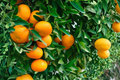 Owari Satsuma Mandarin Grafted Live Tree - Easy Peel Citrus, Container Friendly