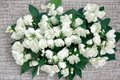 Mock Orange Bouquet Blanc - Philadelphus virginalis (2 Gallon) White Flowering Shrub