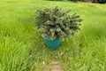 Sid’s Starfish Spruce Live Plant – Picea abies ‘Sid’s Starfish’ in 2 Gallon Pot