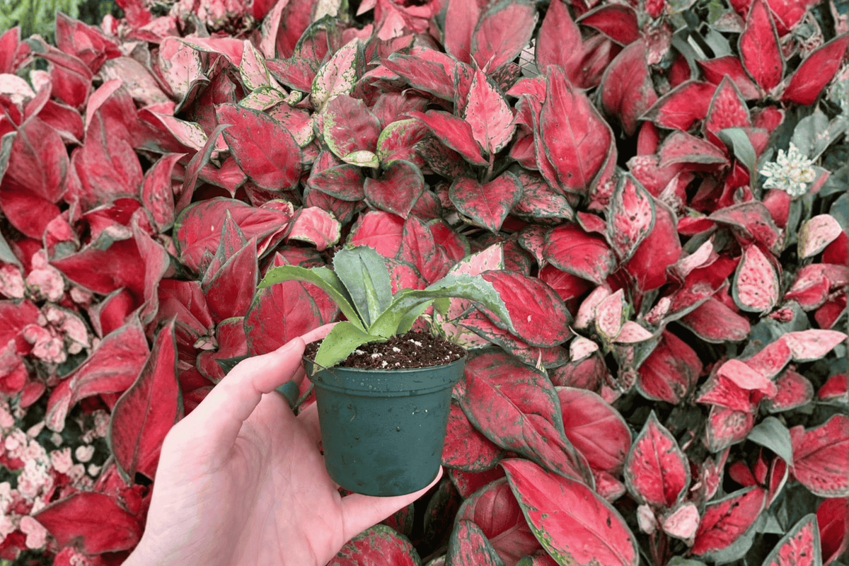 Agave Mr. Ripple Starter Plants (2-Pack) – 2-Inch Bare Root – Agave 'Mr. Ripple'