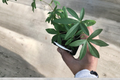 Blue Passion Flower Passiflora caerulea Live Plant - 1 Foot Climbing Vine